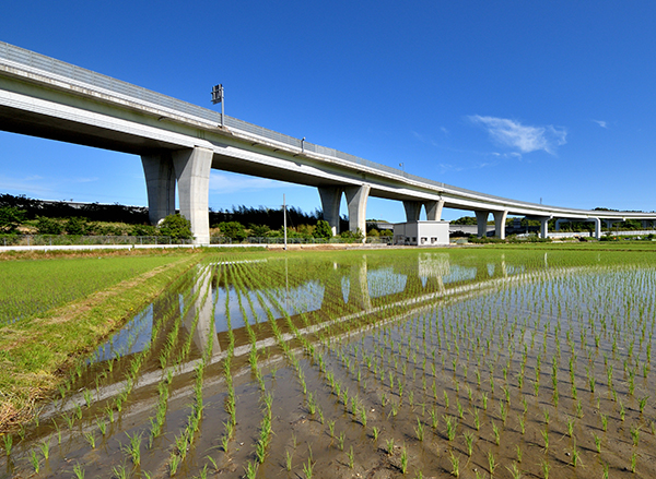 田んぼを見下ろして